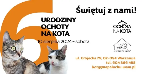 Szóste urodziny Ochoty na Kota! | Darmowe chipowanie kotów i konsultacje behawioralne