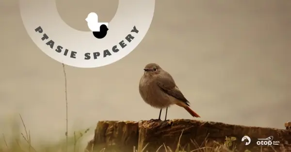 Kopciuszek czy pleszka? | Spotkanie z cyklu Ptasie Spacery 