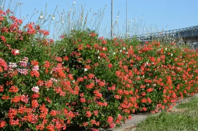 Pelargonie do adopcji