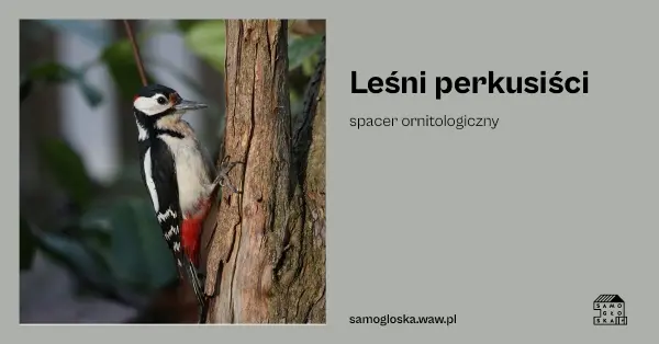 Leśni perkusiści - spacer ornitologiczny