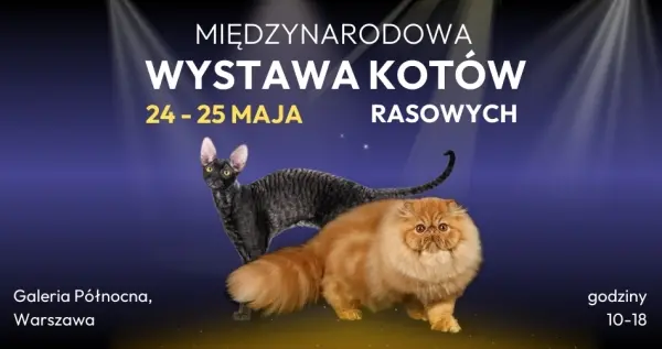 Międzynarodowa Wystawa Kotów Rasowych