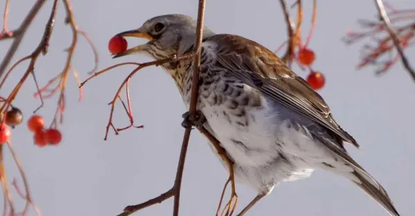 Lęgowe drozdy z Dolinki: Kwiczoły / spotkanie z cyklu Ptasie Spacery