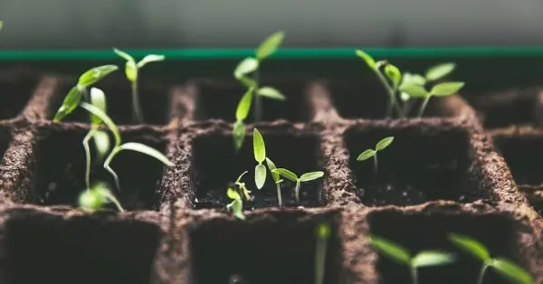 Planting / Warsztaty z uprawy roślin doniczkowych