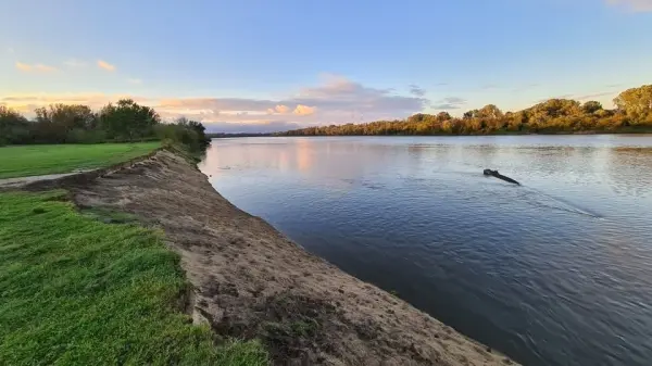 Bielik – ptak z Godła Polski