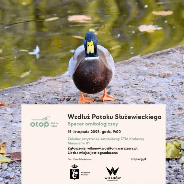 Spacer ornitologiczny wzdłuż Potoku Służewieckiego