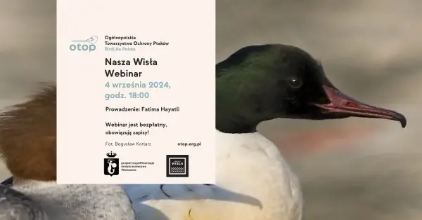 Webinar: występowanie nurogęsi w Warszawie