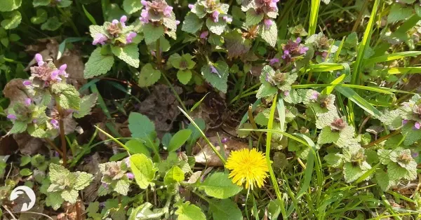 Różnorodna Dolinka: Łąki nie tylko kwietne / spacer z botaniczką