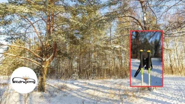 Lasy Chojnowskie + spróbuj z nami Nordic Walking