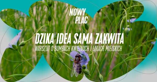 DZIKA IDEA SAMA ZAKWITA – warsztat o bombach kwietnych i łąkach miejskich