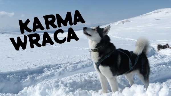 Karma wraca | Zbiórka dla kotów i psów