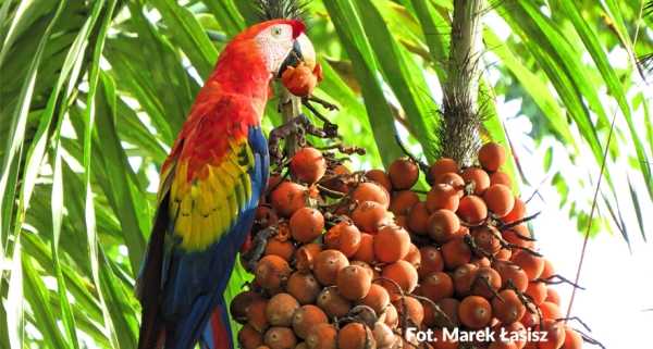 Kostaryka. Perła przyrody w Ameryce Środkowej | Slajdowisko Marka Łasisza