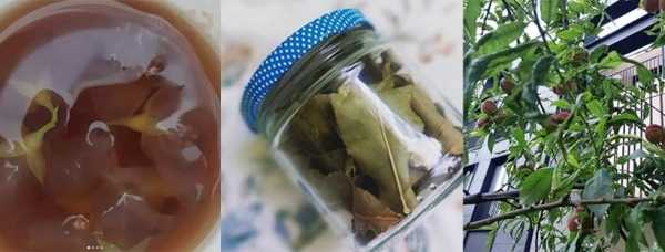 Herbaty utleniane z liści drzew | Warsztaty i degustacja