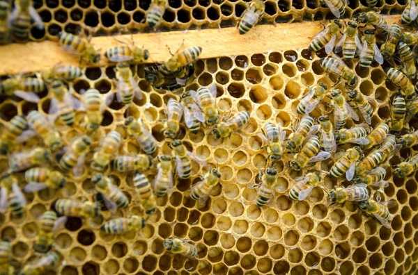 Bezpłatne warsztaty pszczelarskie // Безкоштовні майстер-класи з бджільництва